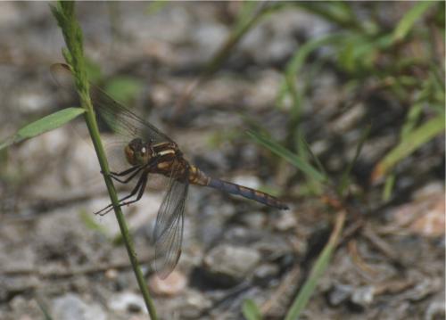 Réf. 337 824 : Orthetrum coerulescens